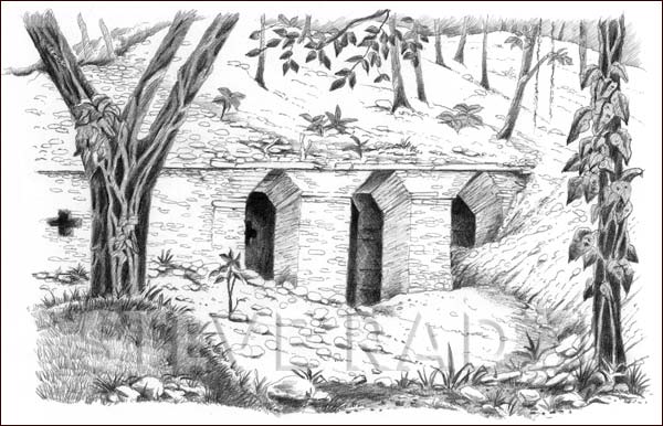 Tonina Artwork by Steve Radzi